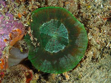 Artichoke Disk Coral - Scolymia cubensis - British Virgin Islands