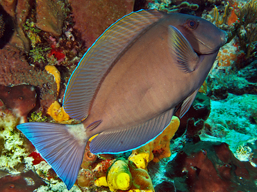 Doctorfish - Acanthurus chirurgus - Cozumel, Mexico