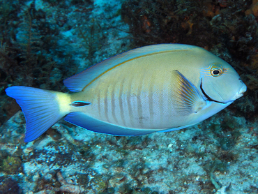 Doctorfish - Acanthurus chirurgus - Cozumel, Mexico