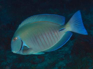 Doctorfish - Acanthurus chirurgus - Palm Beach, Florida