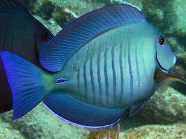 Doctorfish - Acanthurus chirurgus - Key Largo, Florida