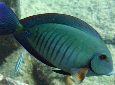 Doctorfish - Acanthurus chirurgus - Key Largo, Florida