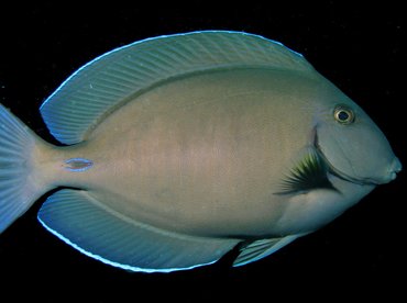 Doctorfish - Acanthurus chirurgus - Aruba