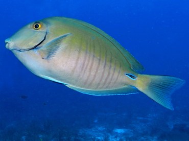 Doctorfish - Acanthurus chirurgus - Cozumel, Mexico