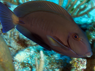 Doctorfish - Acanthurus chirurgus - Cozumel, Mexico