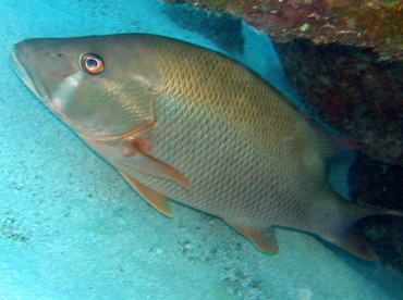 Dog Snapper - Lutjanus jocu - Key Largo, Florida