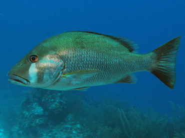 Dog Snapper - Lutjanus jocu - Belize