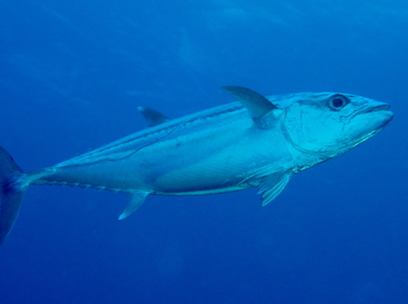 Dogtooth tuna - Gymnosarda unicolor - Palau