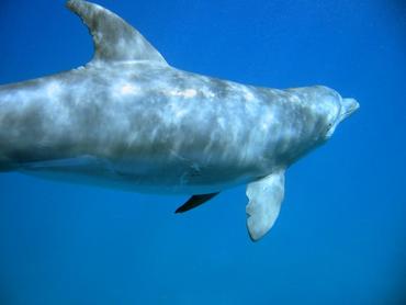 Bottlenose Dolphin - Tursiops truncatus - Bimini, Bahamas