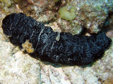 Donkey Dung Sea Cucumber - Holothuria mexicana - Turks and Caicos