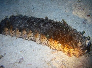 Donkey Dung Sea Cucumber - Holothuria mexicana - Cozumel, Mexico