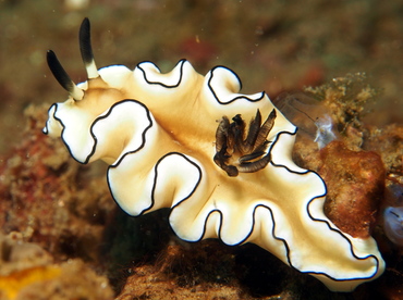 Dark Margin Glossodoris - Doriprismatica atromarginata - Lembeh Strait, Indonesia