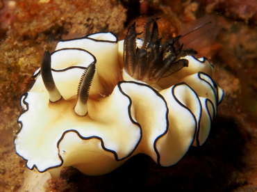 Dark Margin Glossodoris - Doriprismatica atromarginata - Lembeh Strait, Indonesia