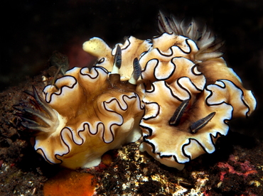 Dark Margin Glossodoris - Doriprismatica atromarginata - Bali, Indonesia