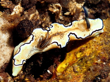 Dark Margin Glossodoris - Doriprismatica atromarginata - Bali, Indonesia