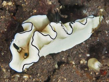 Dark Margin Glossodoris - Doriprismatica atromarginata - Bali, Indonesia