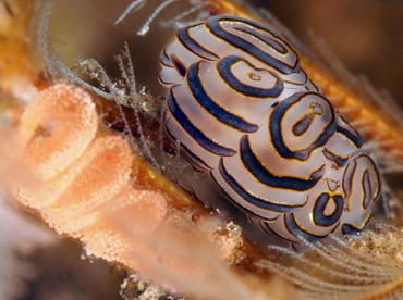 Donut Nudibranch - Doto greenamyeri - Bali, Indonesia