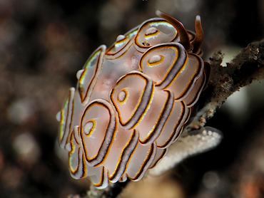 Donut Nudibranch - Doto greenamyeri - Bali, Indonesia