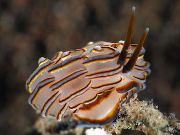 Donut Nudibranch - Doto greenamyeri - Bali, Indonesia