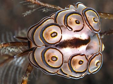 Donut Nudibranch - Doto greenamyeri - Bali, Indonesia
