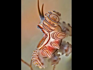 Donut Nudibranch - Doto greenamyeri - Bali, Indonesia