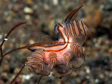 Donut Nudibranch - Doto greenamyeri - Bali, Indonesia