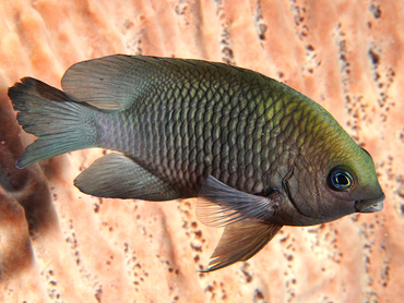 Dusky Damselfish - Stegastes adustus - Cozumel, Mexico