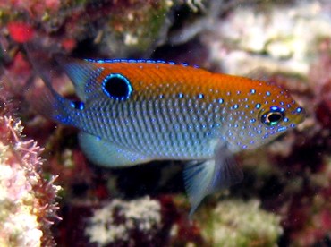 Dusky Damselfish - Stegastes adustus - Grand Cayman