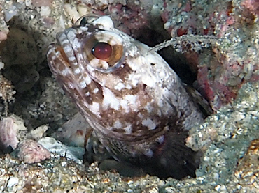 Dusky Jawfish - Opistognathus whitehursti - Blue Heron Bridge, Florida