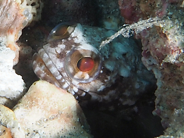 Dusky Jawfish - Opistognathus whitehursti - Blue Heron Bridge, Florida