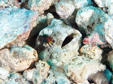 Dusky Jawfish - Opistognathus whitehursti - Blue Heron Bridge, Florida