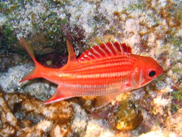 Dusky Squirrelfish - Sargocentron vexillarium - Bonaire