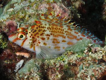 Dwarf Hawkfish - Cirrhitichthys falco - Komodo, Indonesia