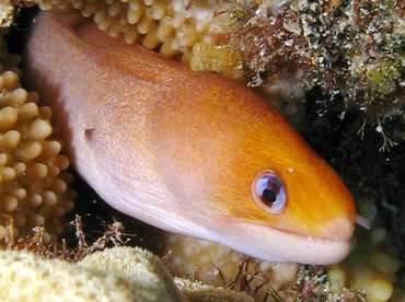 Dwarf Moray Eel - Gymnothorax melatremus - Big Island, Hawaii