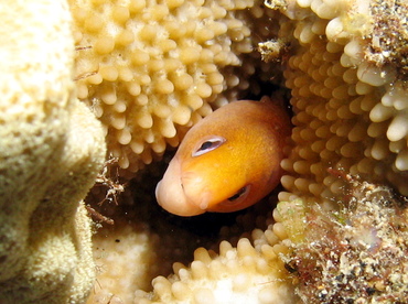 Dwarf Moray Eel - Gymnothorax melatremus - Big Island, Hawaii