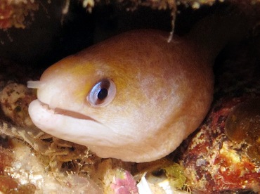 Dwarf Moray Eel - Gymnothorax melatremus - Lanai, Hawaii