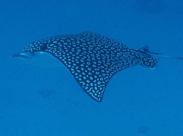 Spotted Eagle Ray - Aetobatus narinari - Isla Mujeres, Mexico