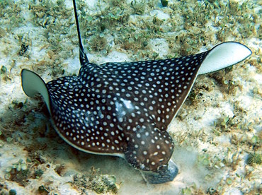 Spotted Eagle Ray - Aetobatus narinari - Grand Cayman