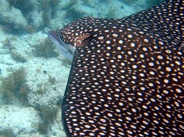 Spotted Eagle Ray - Aetobatus narinari - Key Largo, Florida