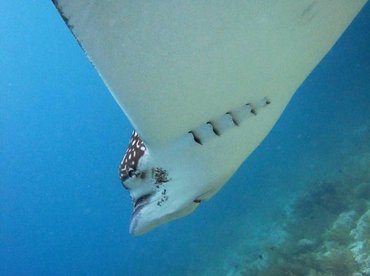 Spotted Eagle Ray - Aetobatus narinari - Key Largo, Florida