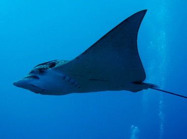 Spotted Eagle Ray - Aetobatus narinari - Belize