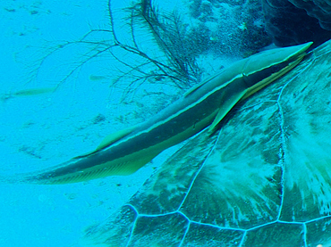 Whitefin Sharksucker - Echeneis neucratoides - Cozumel, Mexico