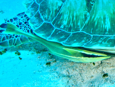 Whitefin Sharksucker - Echeneis neucratoides - Cozumel, Mexico