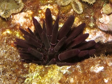 Oblong Sea Urchin - Echinometra oblonga - Maui, Hawaii