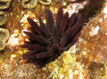 Oblong Sea Urchin - Echinometra oblonga - Maui, Hawaii