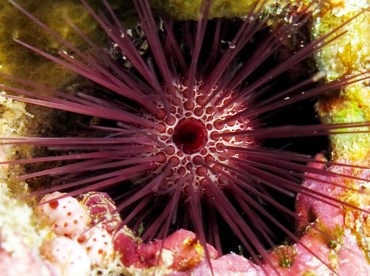 Needle-Spined Urchin - Echinostrephus aciculatus - Palau