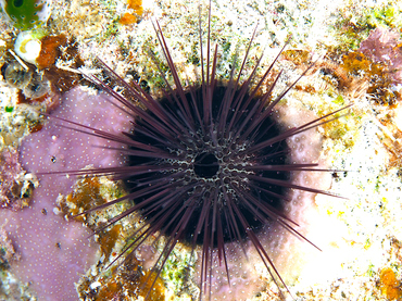Needle-Spined Urchin - Echinostrephus aciculatus - Great Barrier Reef, Australia