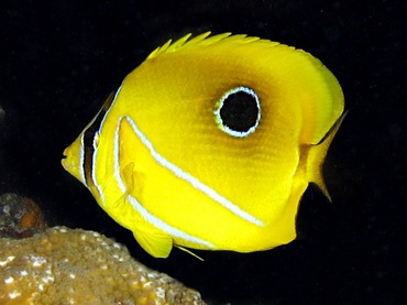 Eclipse Butterflyfish - Chaetodon bennetti - Palau