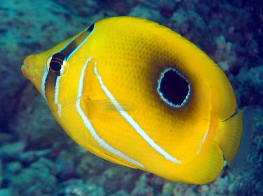 Eclipse Butterflyfish - Chaetodon bennetti - Fiji