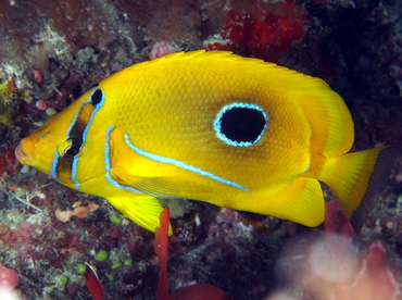 Eclipse Butterflyfish - Chaetodon bennetti - Palau